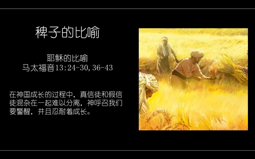 马太福音13:24-30,36-43 稗子的比喻 - 主的小教會